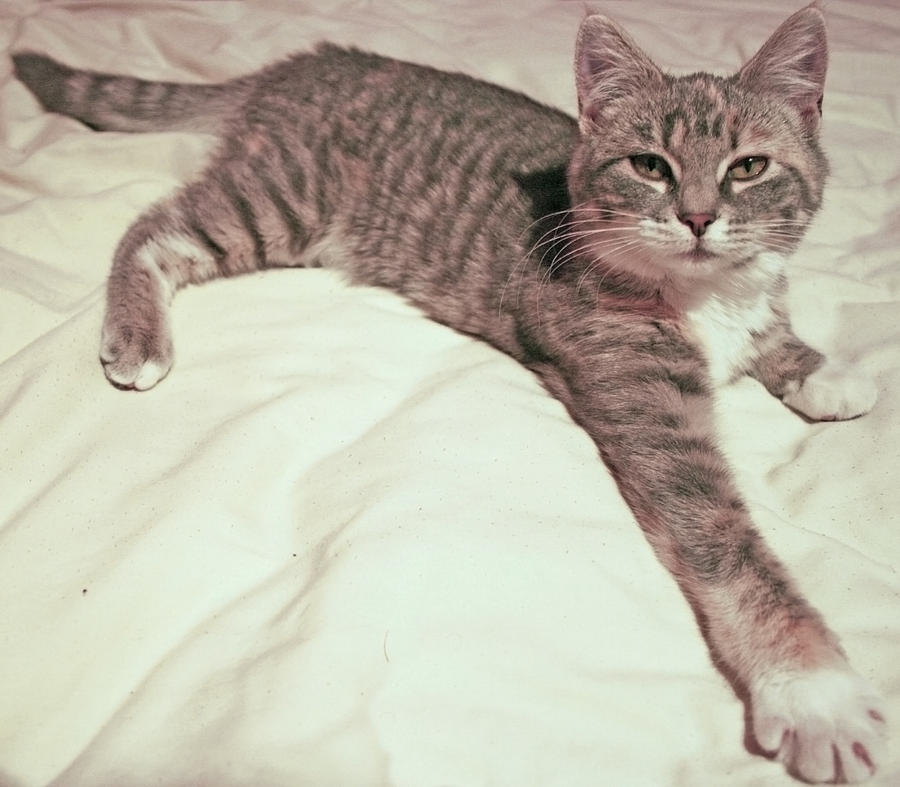 Dilute Calico Tabby 01 by Phospheratu on DeviantArt