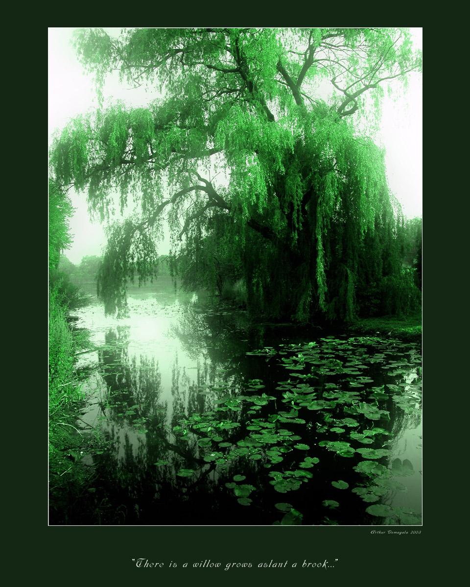 There is a willow grows