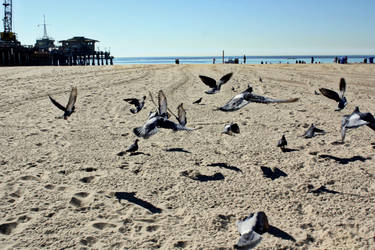 Santa Monica Pigeons