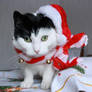 Christmas Cat III