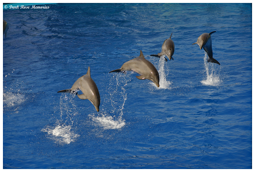 Into The Blue III