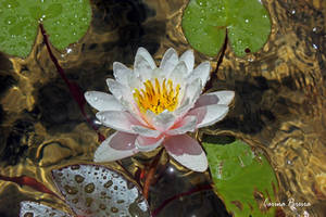 Water Lily