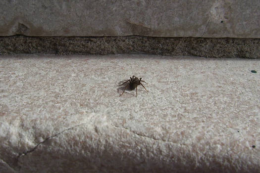 Spider On A Monument