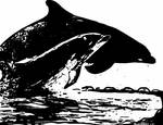 Please Help ..Stop the killings at the Cove by ladyjart