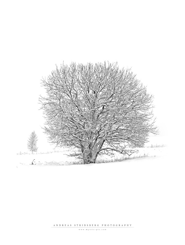 White Tree