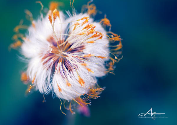 Fluffy Flower