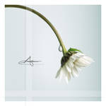 Daisy Drop by Stridsberg