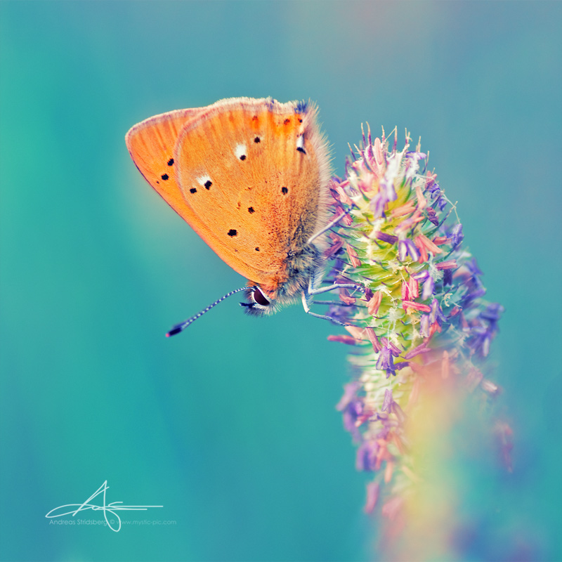 Orange Butty III by Stridsberg Orange Butty III by Stridsberg