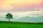 Lofoten Tree by Stridsberg