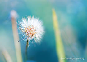 Frosted Flower