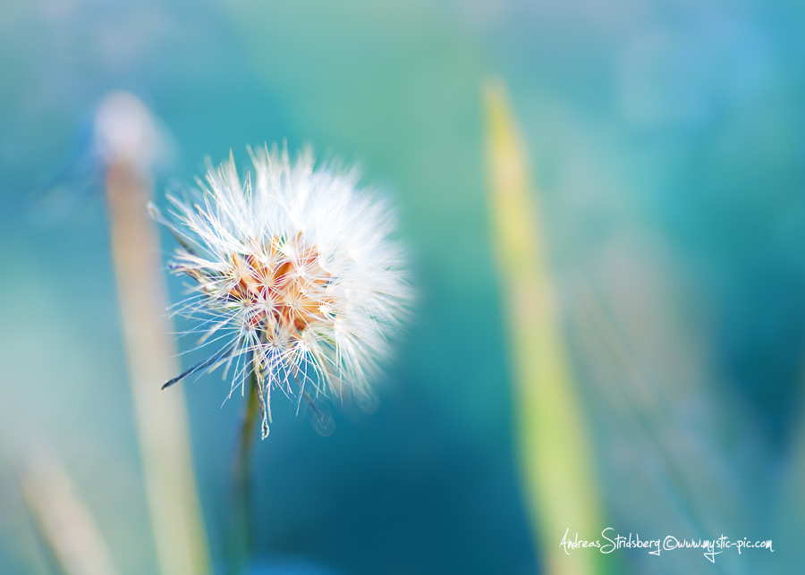 Frosted Flower