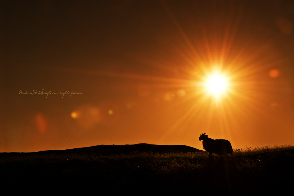 Sheep silhouette