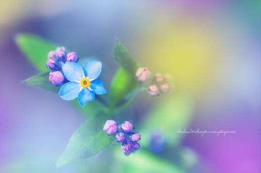 Forget Me Not