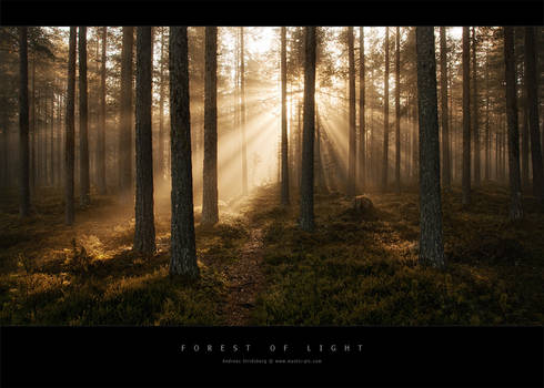 Forest of Light