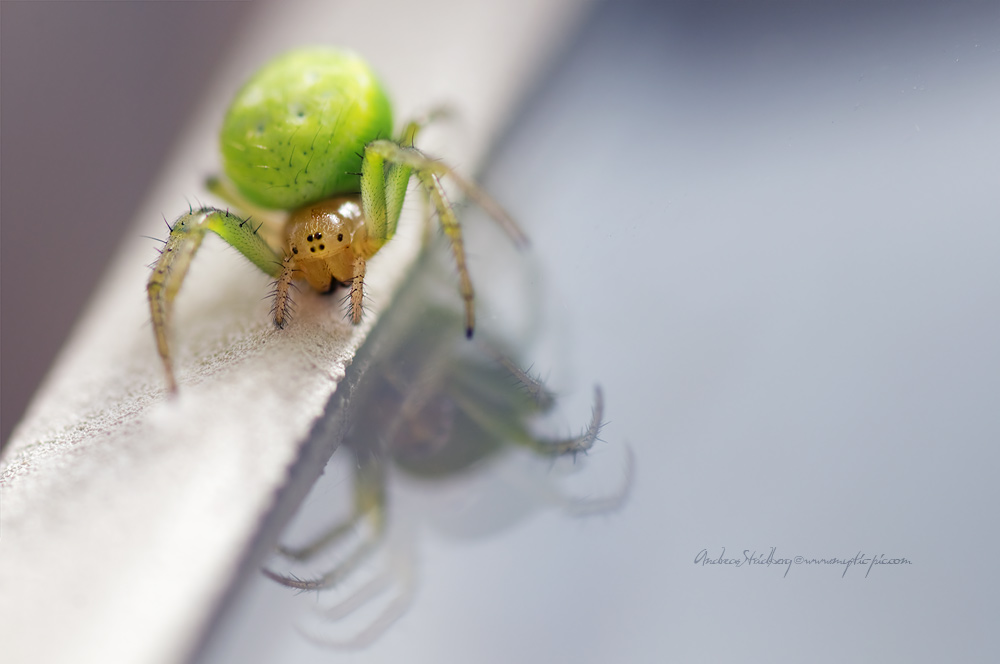 Green Spider