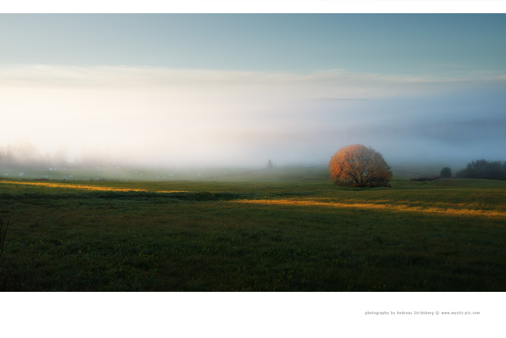 Autumn Tree