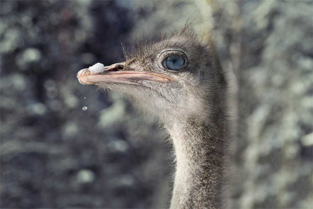 Coldbird Cold Bird by Stridsberg on DeviantArt