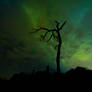 Auroras tree