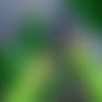 COM: Disgust POV TF