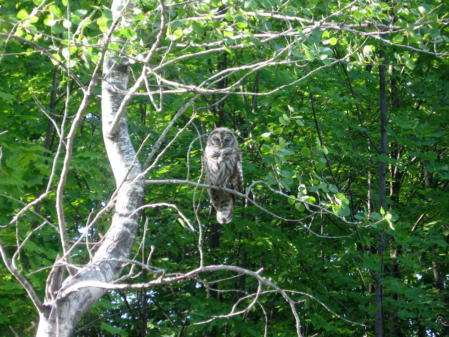 Barred owl sleeping