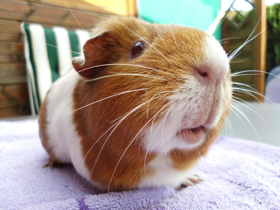 Guinea Pig 'Fluffy'