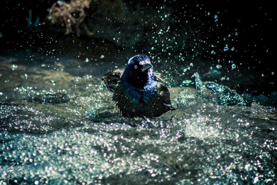 Bird Splash Splish Splash Bird In A Bath - 1 by CoreyEacret on DeviantArt