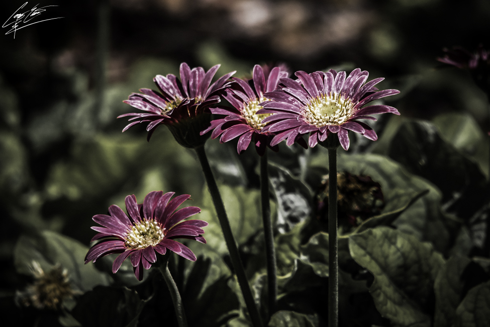 Pre-Weathered Plants