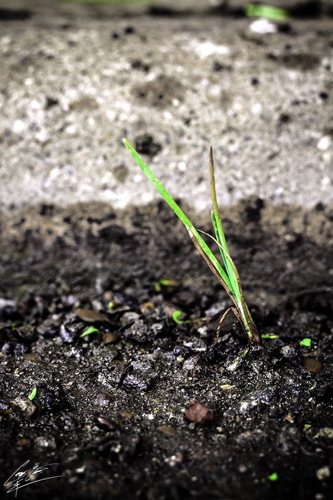 Growing In The Runoff