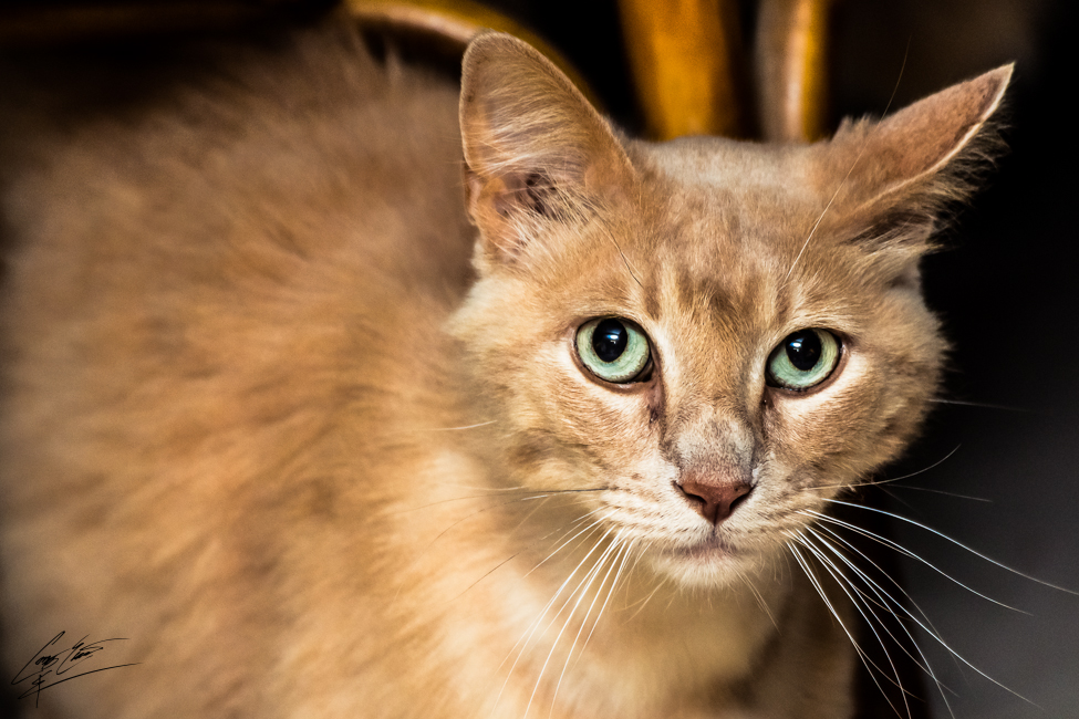 Ginger Mane