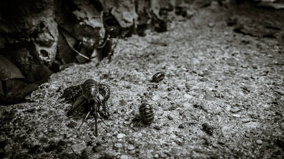 Explore the Best Pillbugs Art | DeviantArt