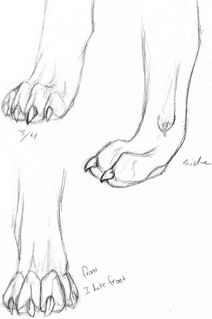 Paws (Free to reference!!) by ordinaryredtail on DeviantArt
