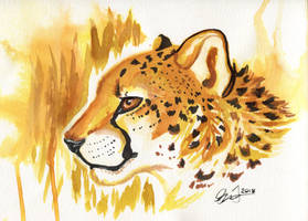 Cheetah