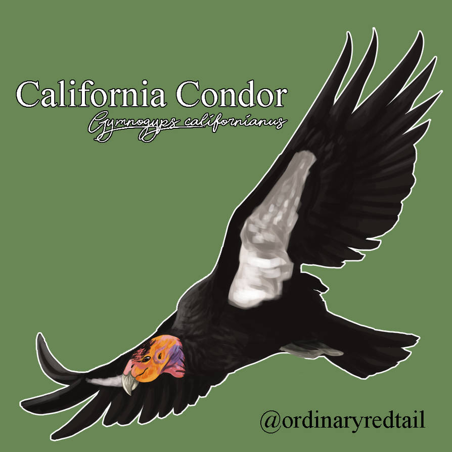 California Condor Animation Weekly Raptor #2 - California Condor by ordinaryredtail on DeviantArt