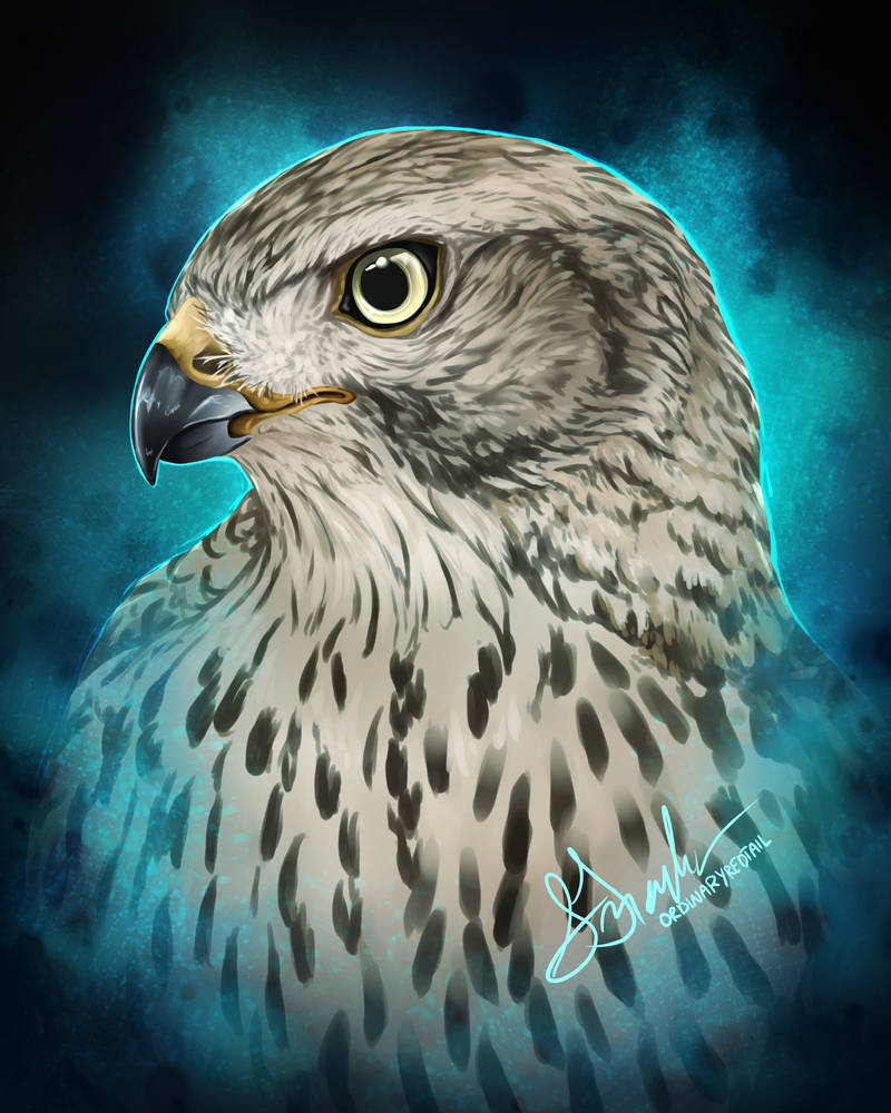 [CM] Siberian Goshawk