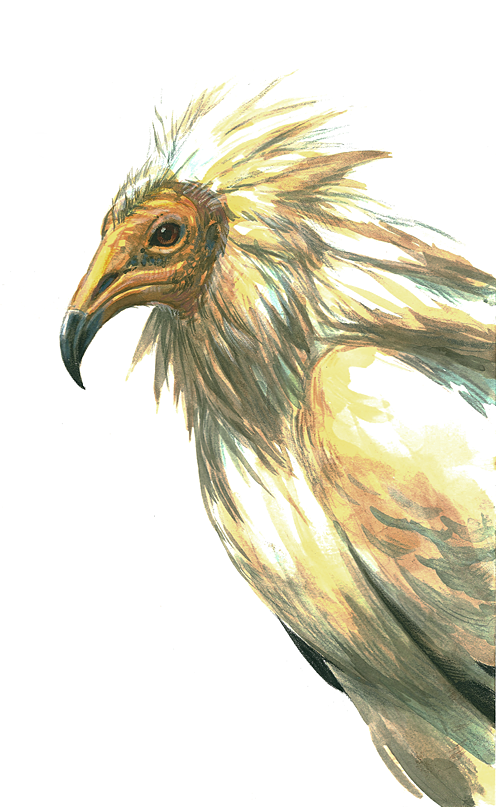 egyptian vulture