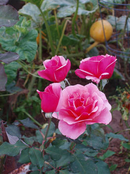 Pink Organic Roses