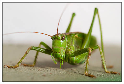 tettigonia viridissima