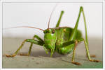 tettigonia viridissima by neoloonatic