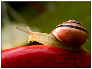 snail away... by neoloonatic