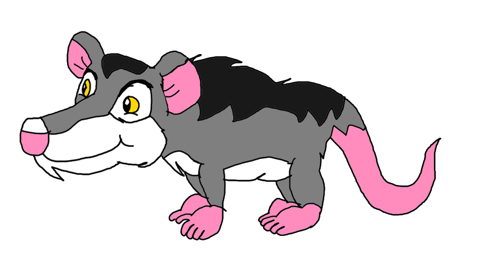 Common Opossum