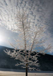 Caille vers Andon sous la neige 1, france