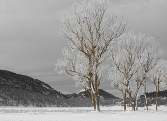 Caille vers Andon sous la neige 4, france