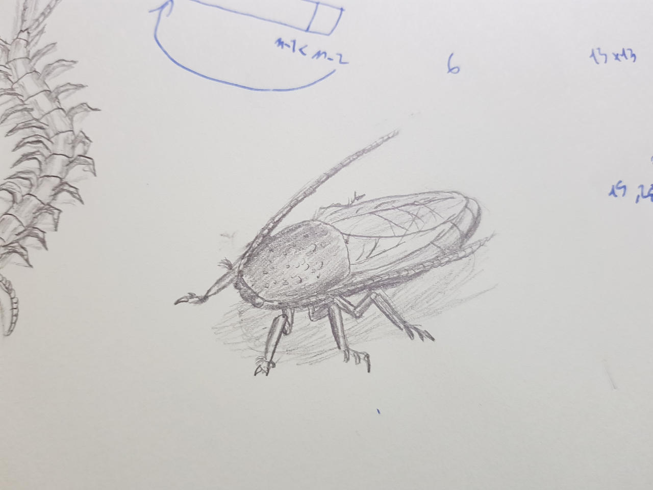 Cockroach by unautrefeignant on DeviantArt