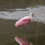 Rosetta-Spoonbill