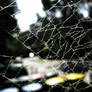 Web