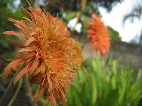 Orange Daisies