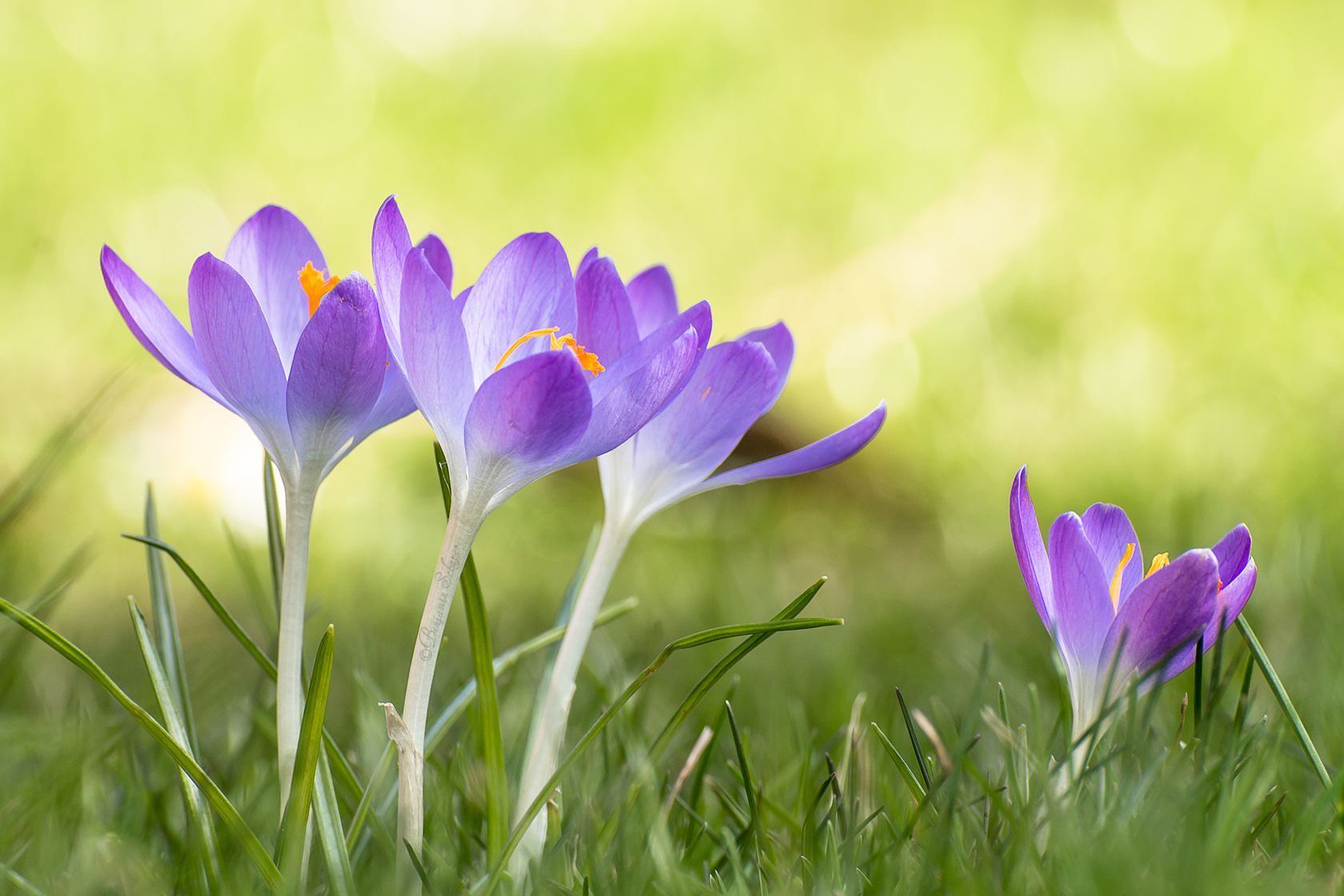 Crocuses, again.