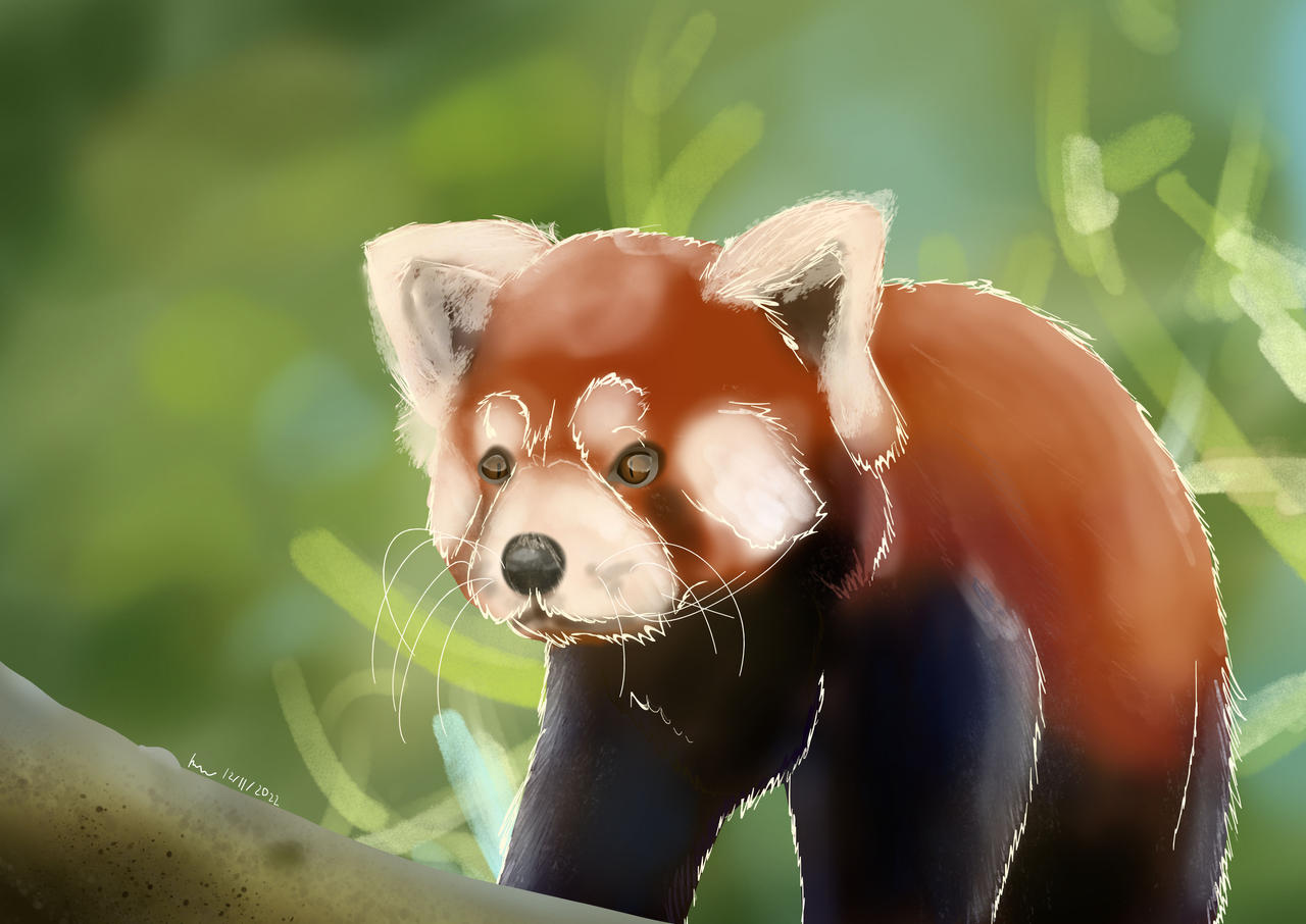 Red Panda Study by TheGreenieKatMeanie on DeviantArt