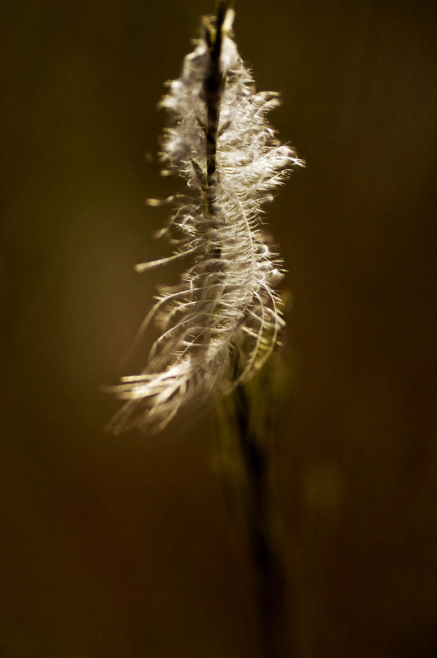 The Feather