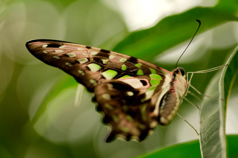 Greeneon Butterfly